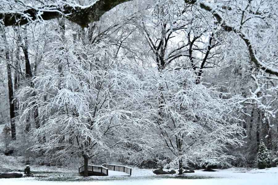 The wood bridge between snow-coverd trees